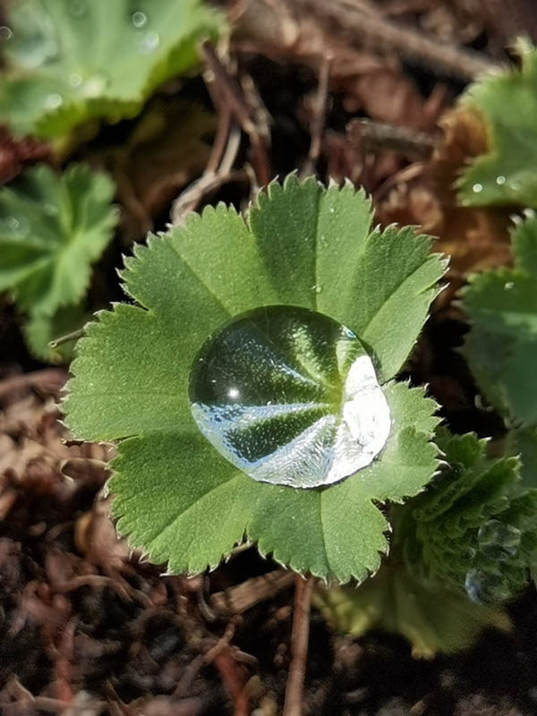 Alchemilla mollis